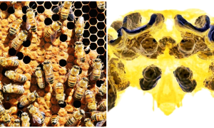 Thuốc trừ sâu khiến não ong tổn thương Thuốc trừ sâu khiến não ong tổn thương